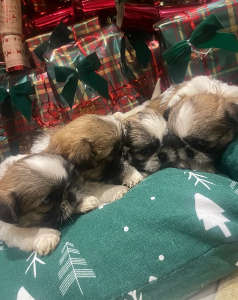 splendidi cuccioli di shitzu per adozione | Foto 5