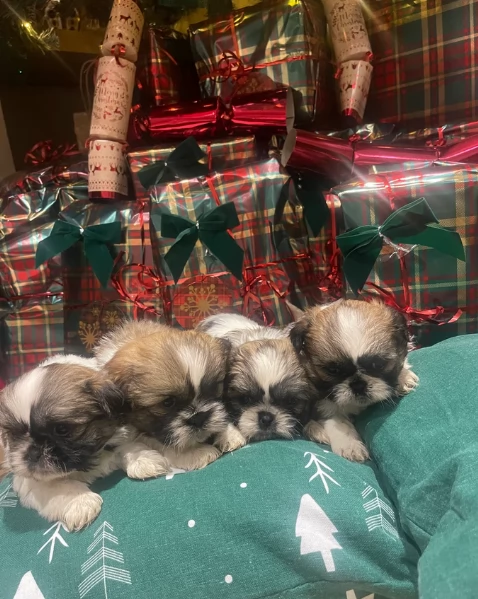 splendidi cuccioli di shitzu per adozione | Foto 4