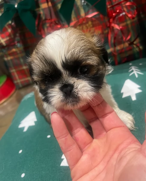 splendidi cuccioli di shitzu per adozione | Foto 0