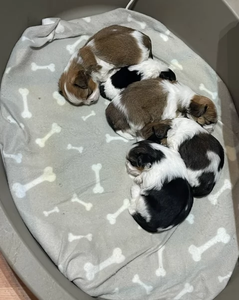 splendidi cuccioli di shitzu per adozione | Foto 0