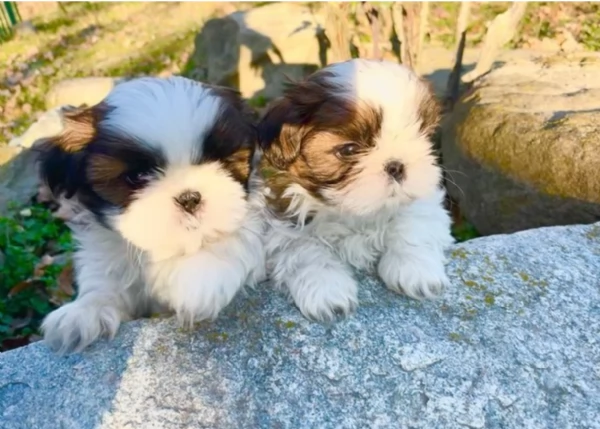 splendidi cuccioli di shitzu per adozione