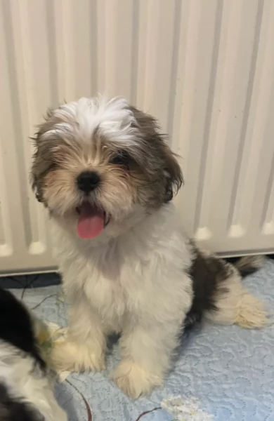 splendidi cuccioli di shitzu per adozione | Foto 0