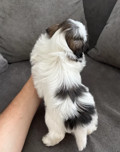 splendidi cuccioli di shitzu per adozione | Foto 6