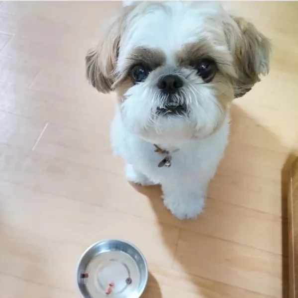 splendidi cuccioli di shitzu per adozione | Foto 5