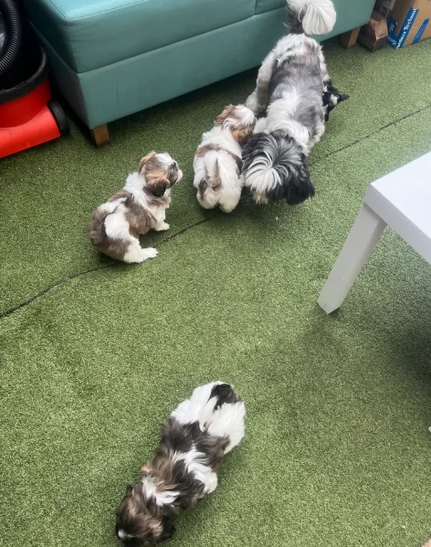 splendidi cuccioli di shitzu per adozione | Foto 5