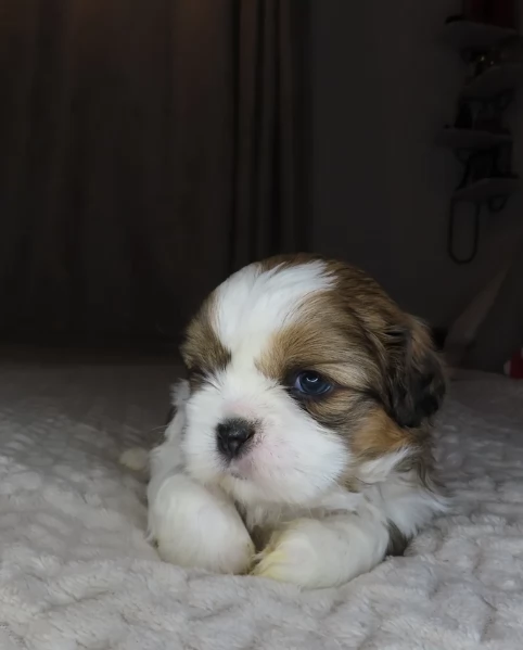 splendidi cuccioli di shitzu per adozione | Foto 1