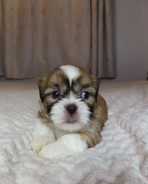 splendidi cuccioli di shitzu per adozione | Foto 0