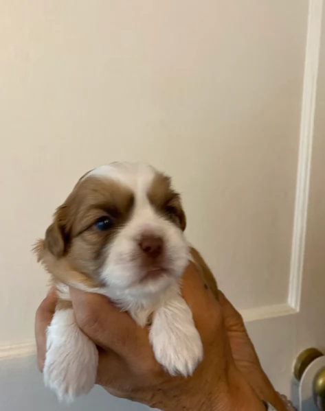 splendidi cuccioli di shitzu per adozione | Foto 3