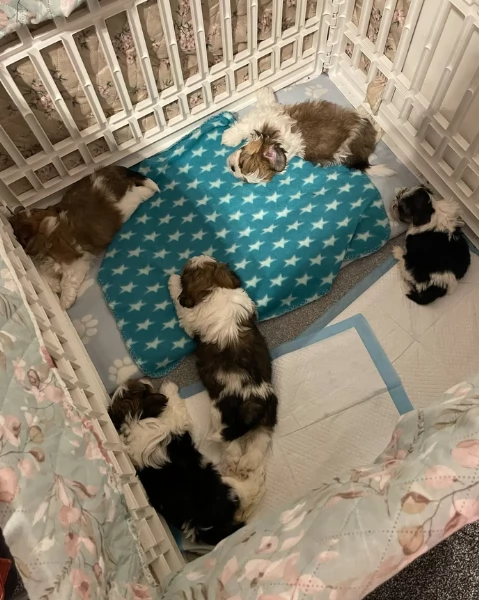 splendidi cuccioli di shitzu per adozione