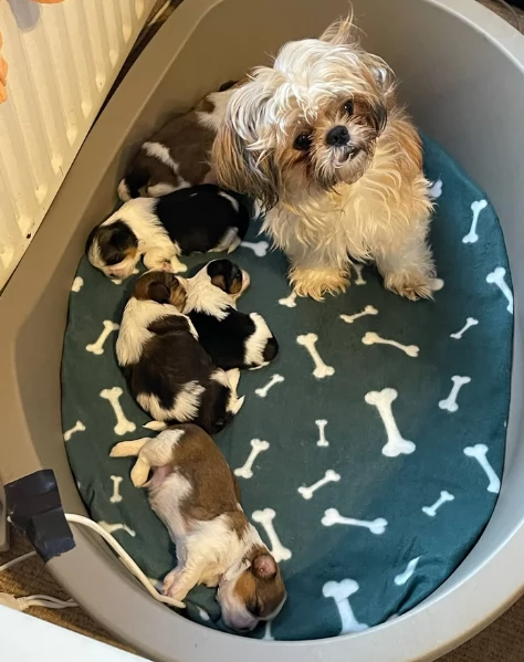 splendidi cuccioli di shitzu per adozione | Foto 1