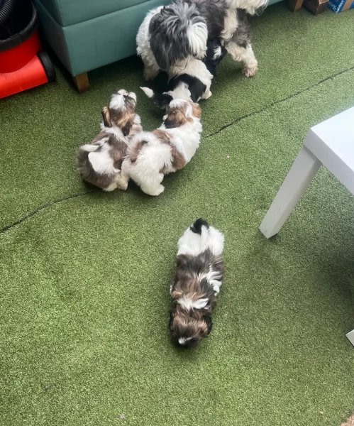 splendidi cuccioli di shitzu per adozione | Foto 0