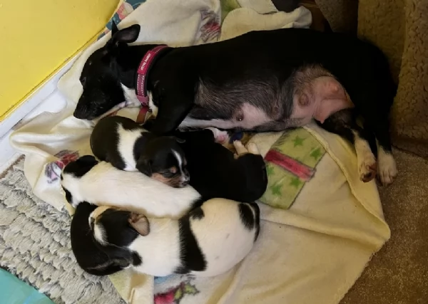 per adozione cuccioli di Jack Russel