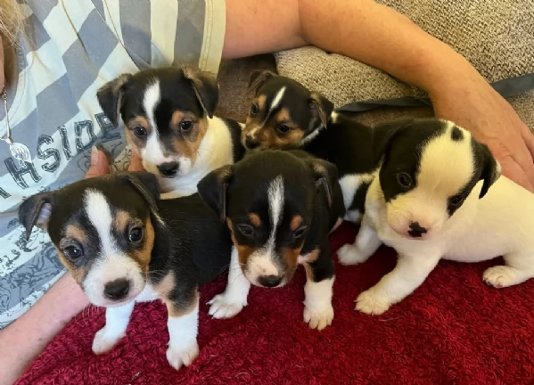 per adozione cuccioli di Jack Russel | Foto 0