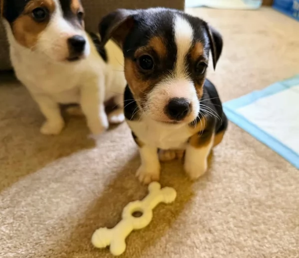 per adozione cuccioli di Jack Russel | Foto 2