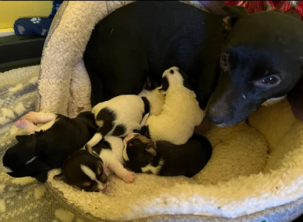 per adozione cuccioli di Jack Russel | Foto 1