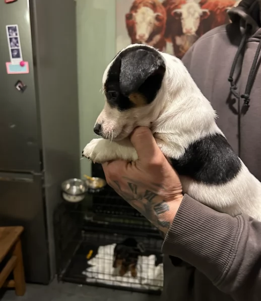 per adozione cuccioli di Jack Russel | Foto 3