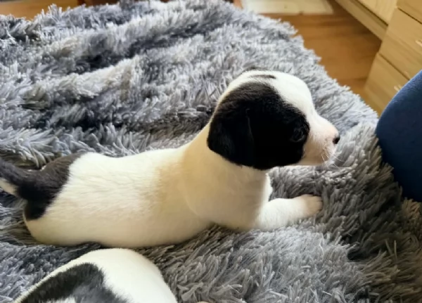 per adozione cuccioli di Jack Russel | Foto 2