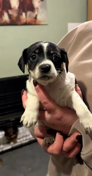 per adozione cuccioli di Jack Russel | Foto 0
