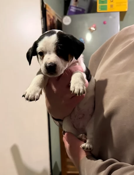 per adozione cuccioli di Jack Russel | Foto 0