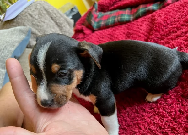 per adozione cuccioli di Jack Russel