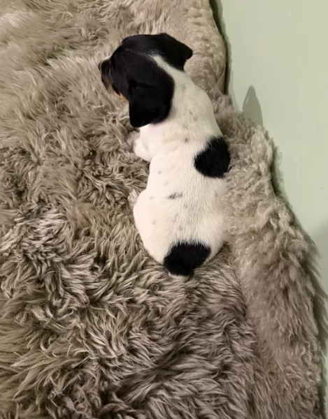 per adozione cuccioli di Jack Russel | Foto 4