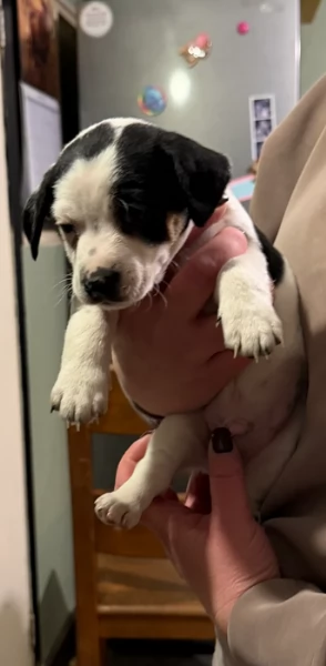 per adozione cuccioli di Jack Russel | Foto 2