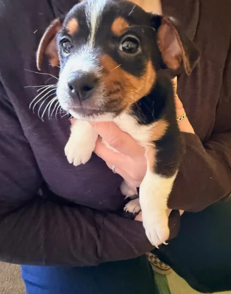 per adozione cuccioli di Jack Russel | Foto 1