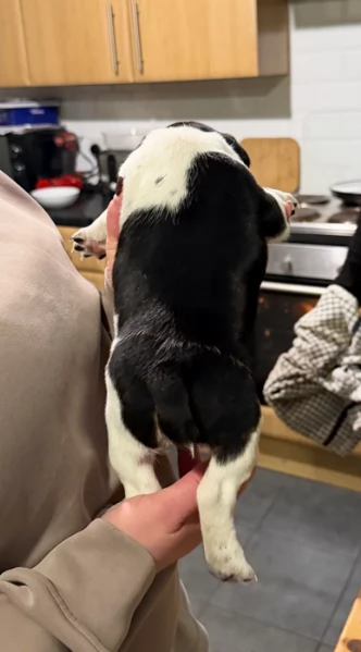 per adozione cuccioli di Jack Russel | Foto 0