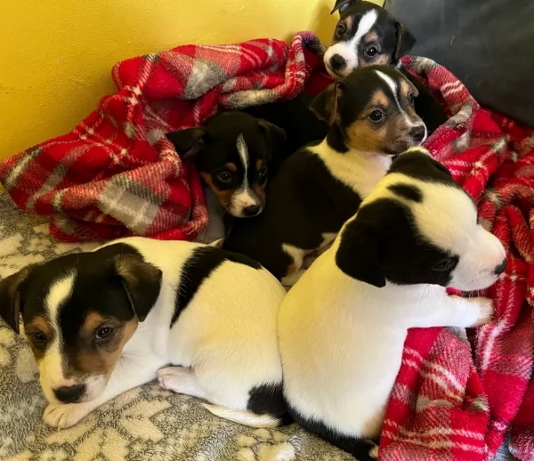 per adozione cuccioli di Jack Russel