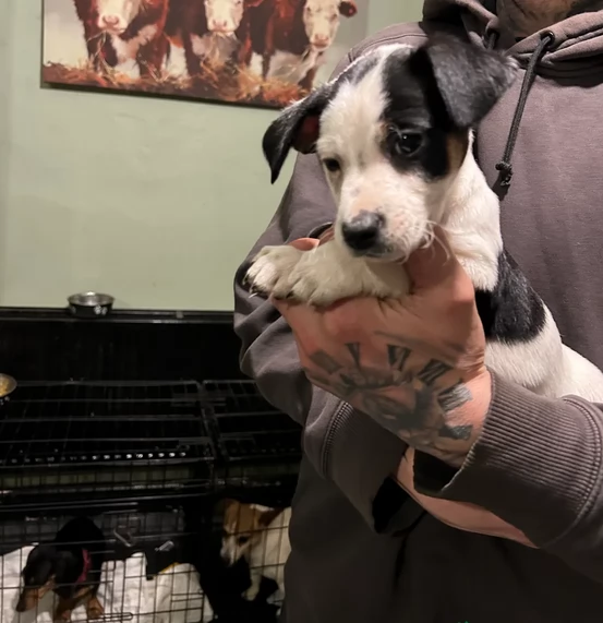 per adozione cuccioli di Jack Russel | Foto 0