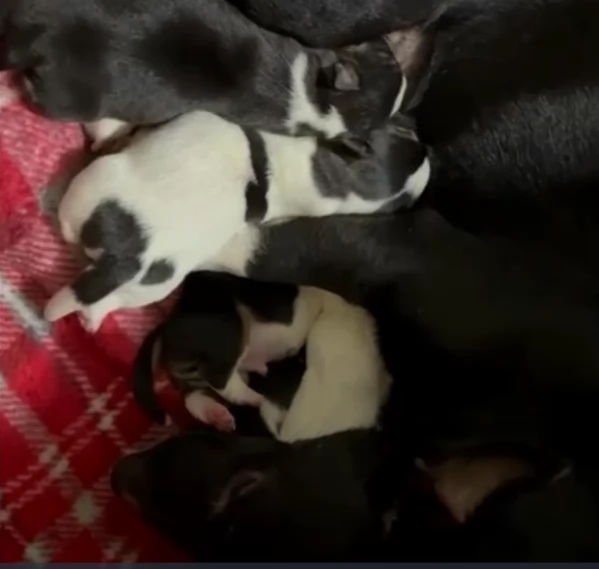 per adozione cuccioli di Jack Russel