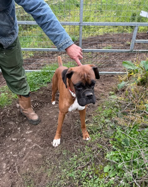 cuccioli di Boxer per adozione maschio e femmina | Foto 4
