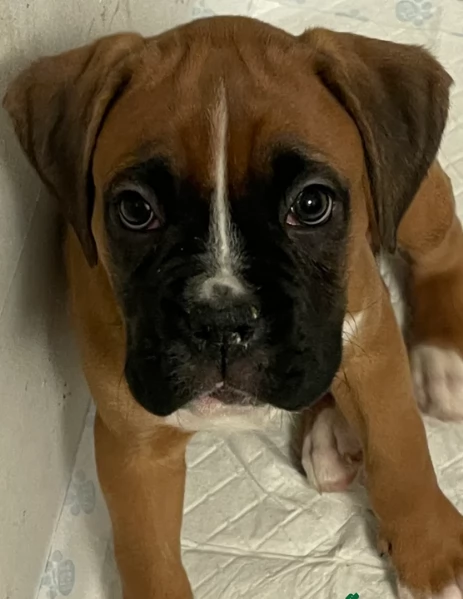 cuccioli di Boxer per adozione maschio e femmina | Foto 3