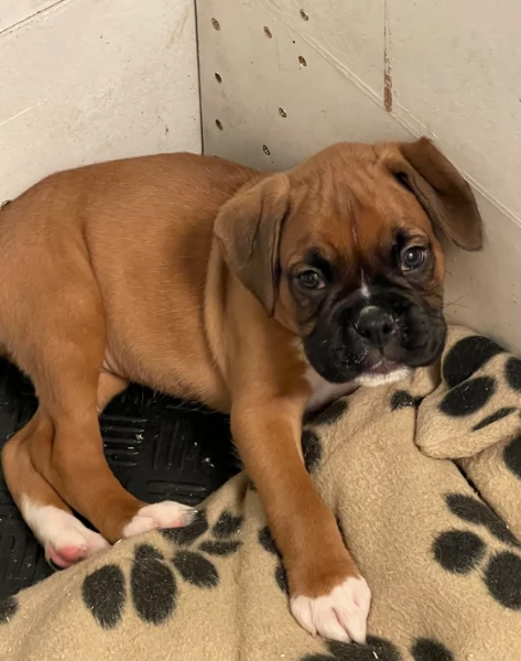 cuccioli di Boxer per adozione maschio e femmina | Foto 5