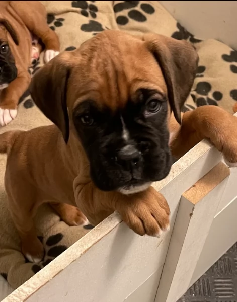 cuccioli di Boxer per adozione maschio e femmina