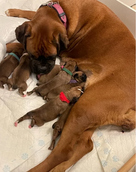 cuccioli di Boxer per adozione maschio e femmina | Foto 2