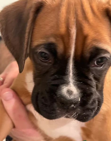 cuccioli di Boxer per adozione maschio e femmina | Foto 4