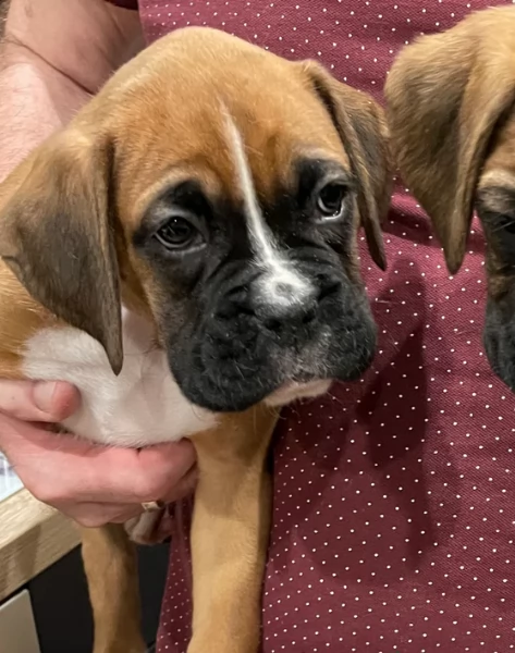 cuccioli di Boxer per adozione maschio e femmina | Foto 3