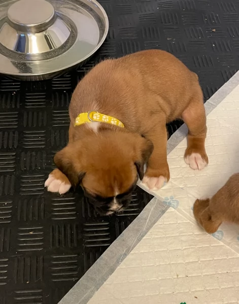 cuccioli di Boxer per adozione maschio e femmina | Foto 3