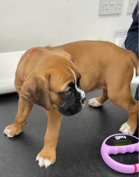 cuccioli di Boxer per adozione maschio e femmina | Foto 2