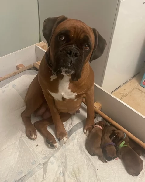 cuccioli di Boxer per adozione maschio e femmina | Foto 5