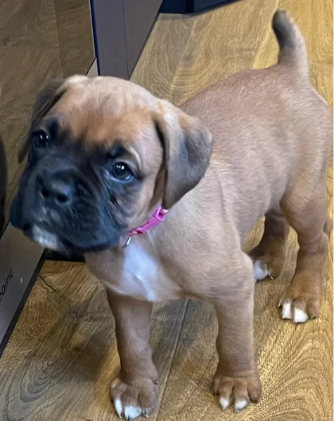 cuccioli di Boxer per adozione maschio e femmina | Foto 0