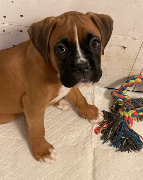 cuccioli di Boxer per adozione maschio e femmina