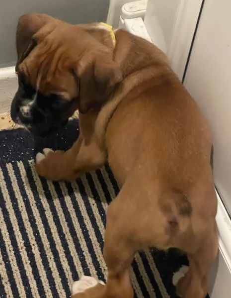 cuccioli di Boxer per adozione maschio e femmina | Foto 1