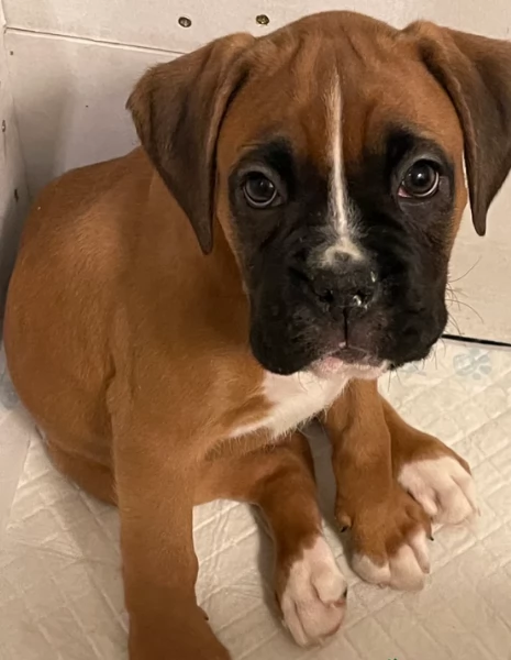 cuccioli di Boxer per adozione maschio e femmina | Foto 5
