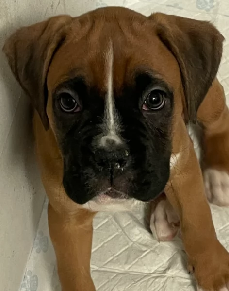 cuccioli di Boxer per adozione maschio e femmina | Foto 3