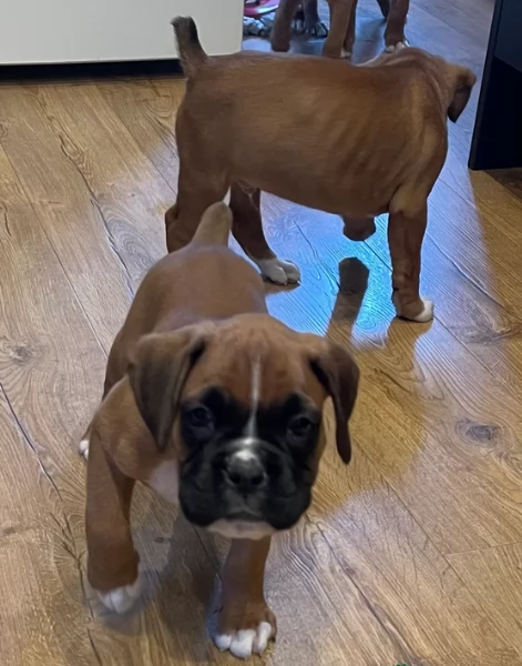 cuccioli di Boxer per adozione maschio e femmina | Foto 2