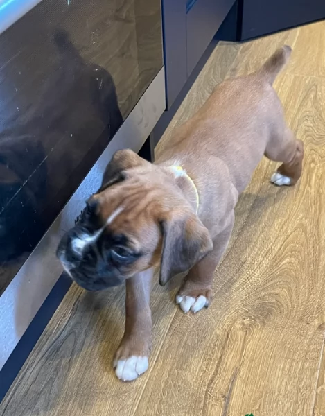 cuccioli di Boxer per adozione maschio e femmina | Foto 1