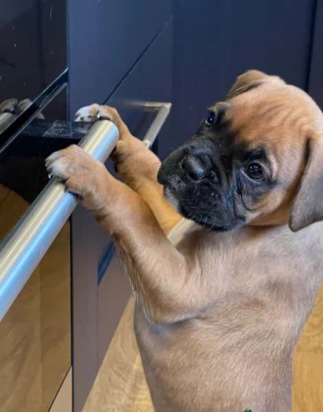 cuccioli di Boxer per adozione maschio e femmina