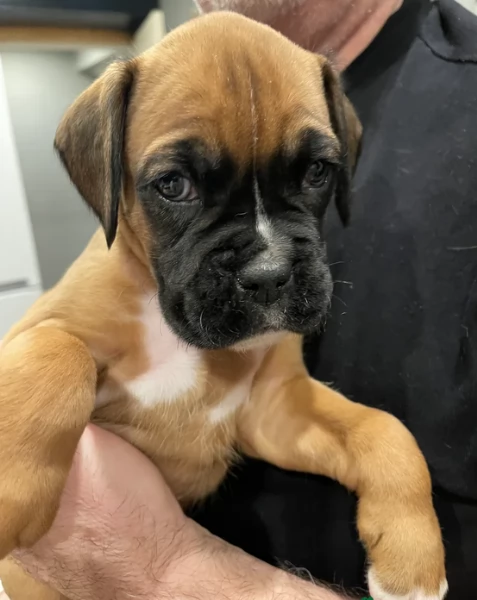cuccioli di Boxer per adozione maschio e femmina | Foto 1